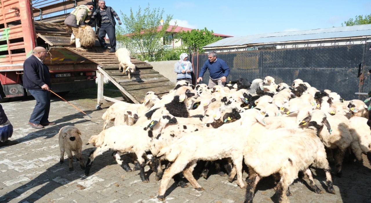 Erzincanda yayla göçü başladı: Şavaklı üreticiler emek yolculuğunda