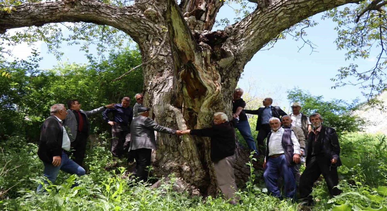 Erzurumda en az 300 yıllık ceviz ağacı dimdik ayakta