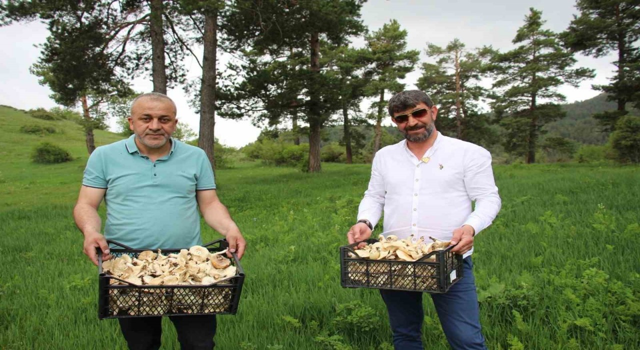Erzurumda vatandaşlara zehirli mantar uyarısı