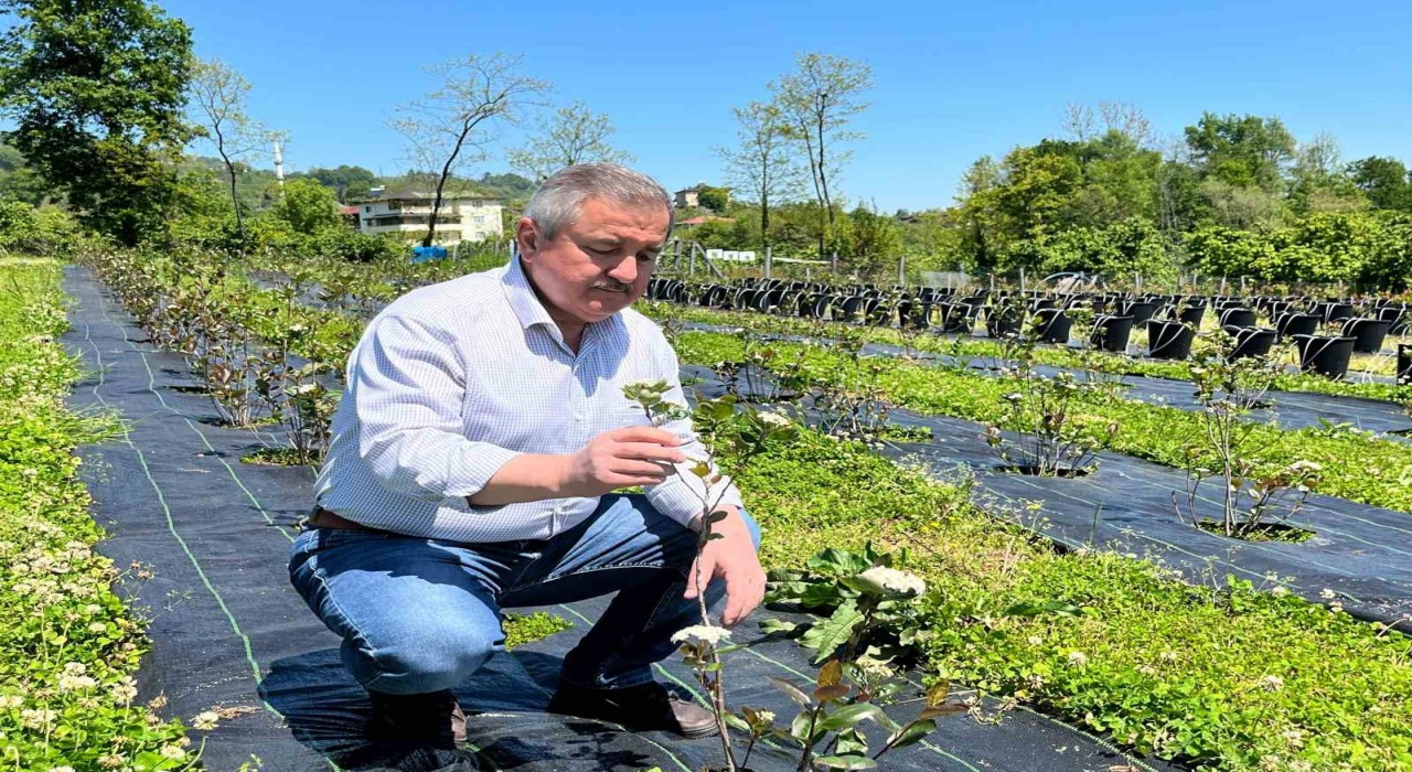 Eski başkanın şifa bahçesi: Siyasi yorgunluğu tıbbi aromatik bitkilerle atıyor