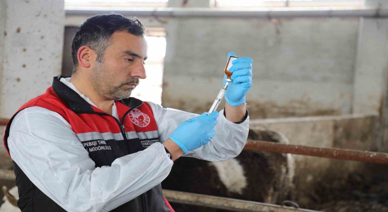 Eskişehirde şap aşılama kampanyası yüzde 100 başarıyla tamamlandı