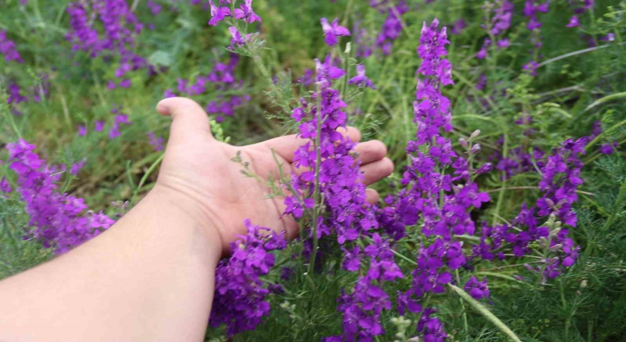 Eskişehirde Söğüt Otları görsel şölen oluşturdu