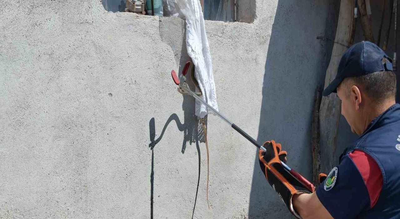 Eve giren yılan itfaiye tarafından yakalandı