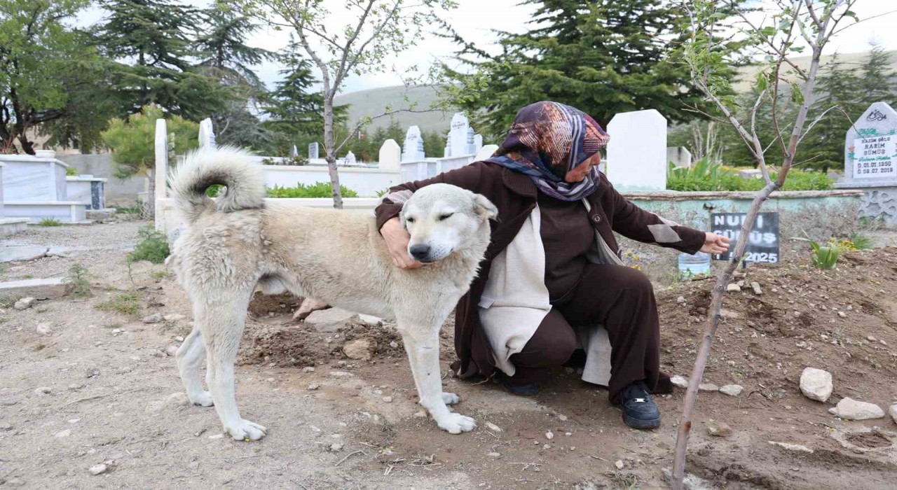Garipin vefası: Ölen sahibinin mezarından ayrılmıyor