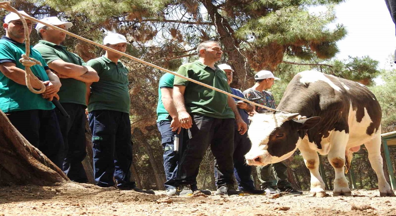 Gaziantep Büyükşehir, kurban yakalama timi bayrama hazır