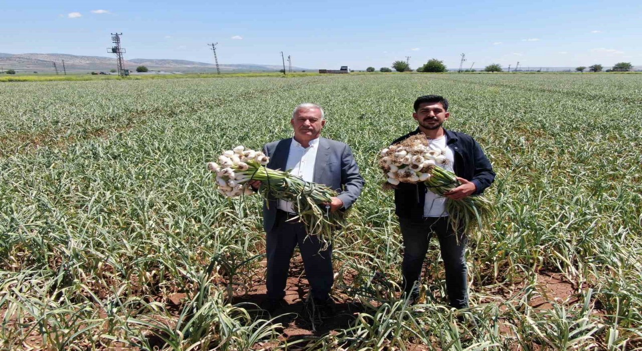 Gaziantepte AB tescilli Araban sarımsağının hasadı başladı