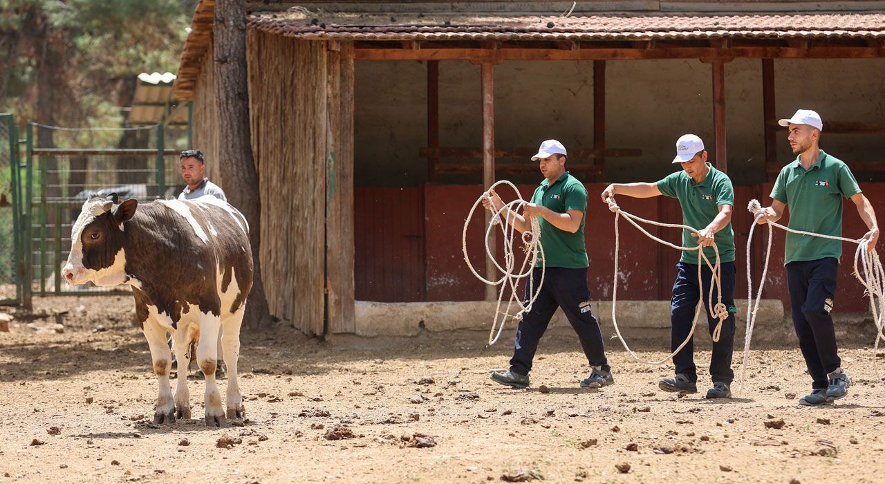 Gaziantep’te Kurban Yakalama Timi Bayram İçin Hazır