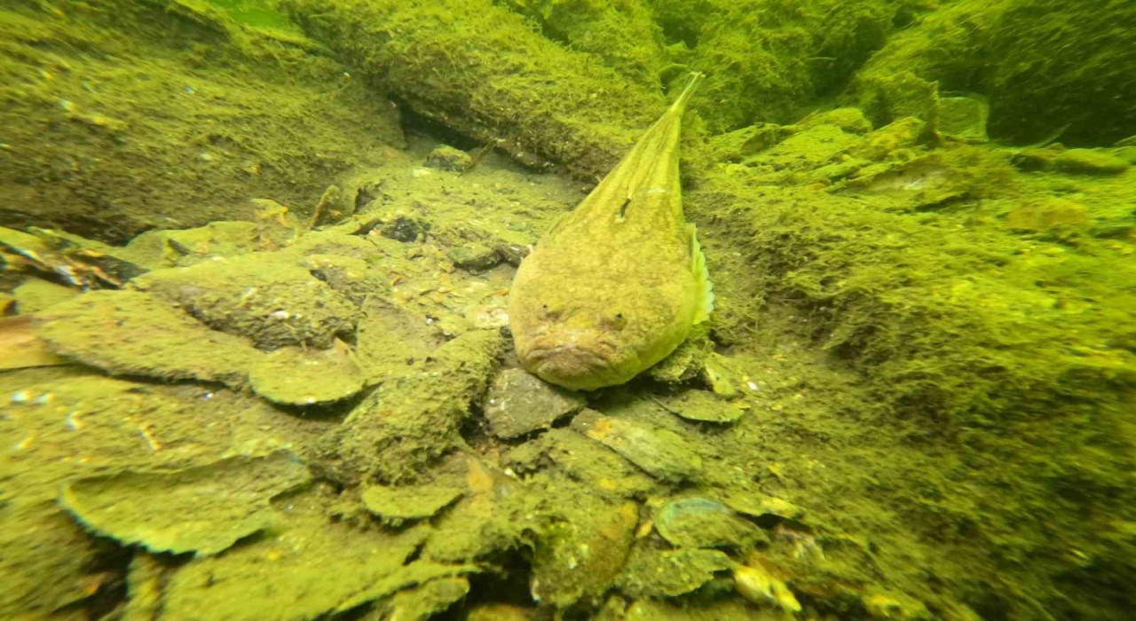 Gemlikin dip temizliği büyükşehirden