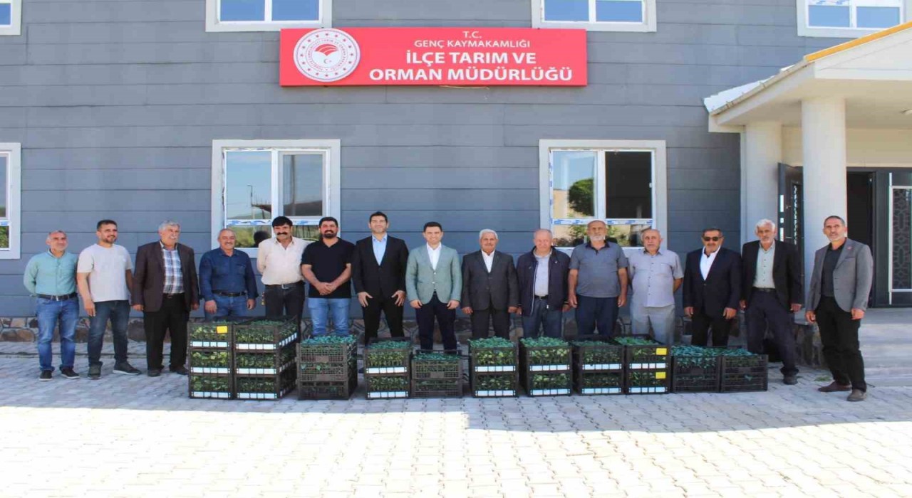 Gençte üreticilere sebze fidesi dağıtıldı