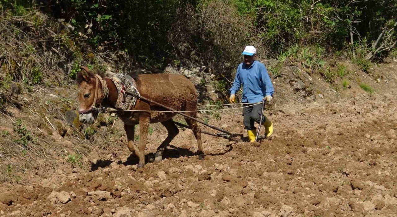 Gercüşte dededen kalma yöntemlerle imece usulü pirinç ekimi