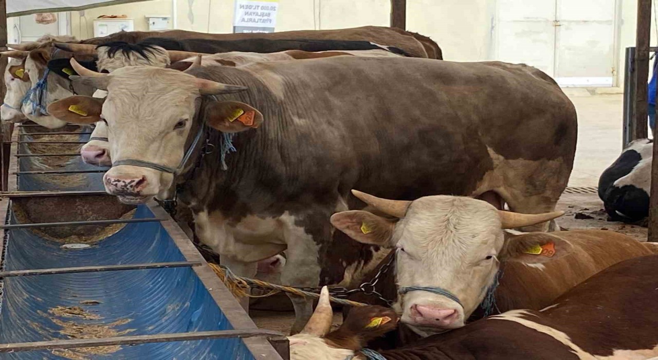 Gözyaşı akan, tüyleri mat ve karışık olan kurbanlıktan uzun durun
