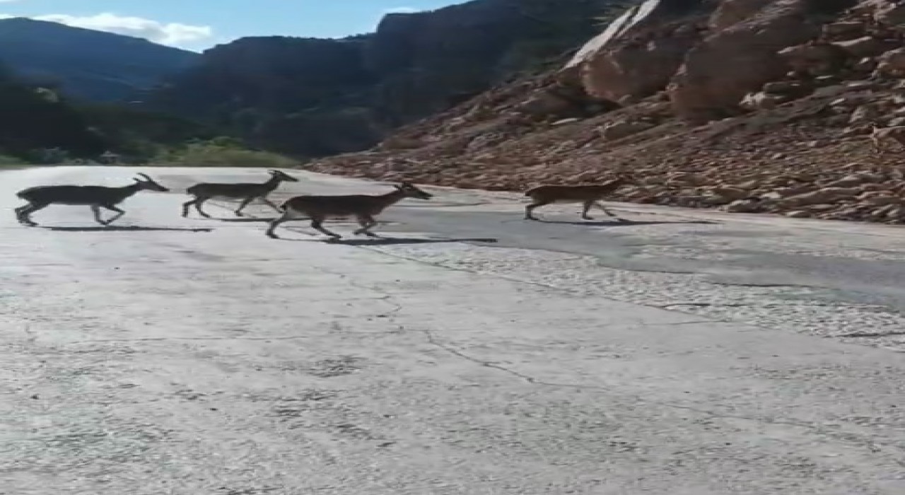 Gümüşhanede vaşak ve dağ keçileri yollara indi