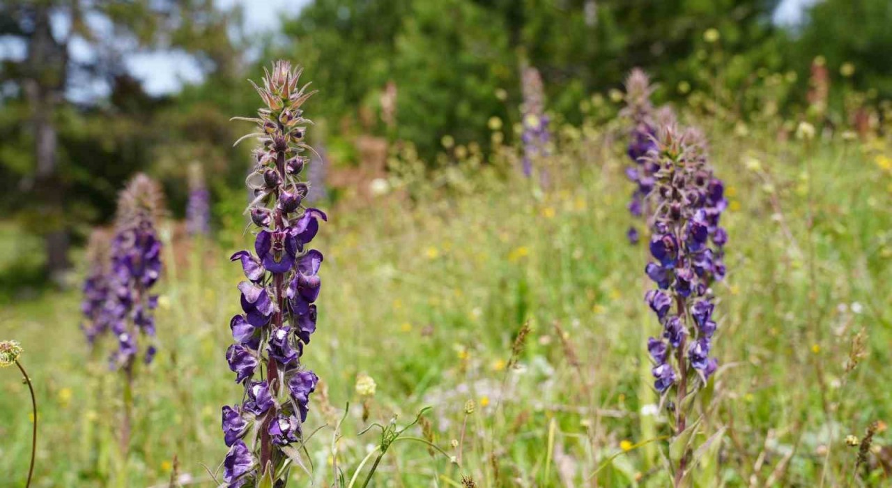 Gürsunun Gök Sığırkuyruğu çiçekleri açtı