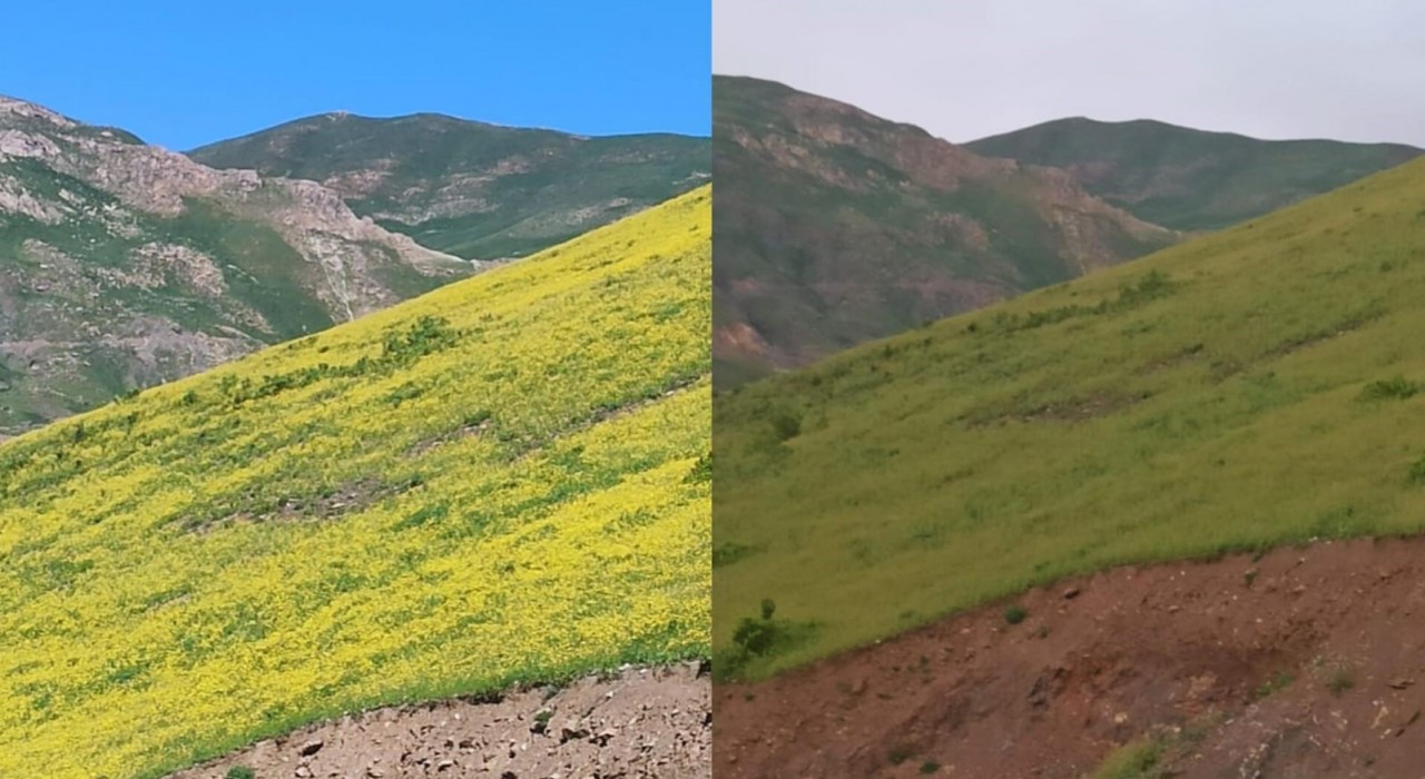 Hakkaride güneşle açan, gün batımında yok olan çiçekler