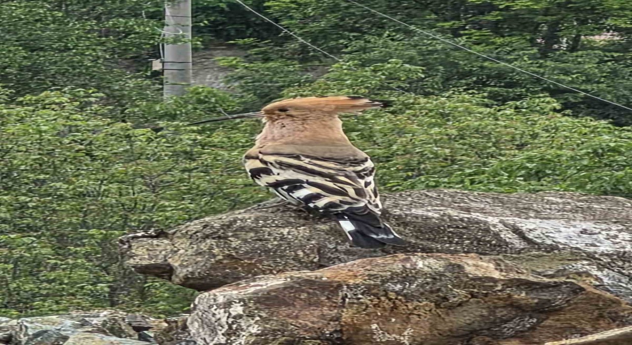 Hanönüde ibibik kuşu görüldü