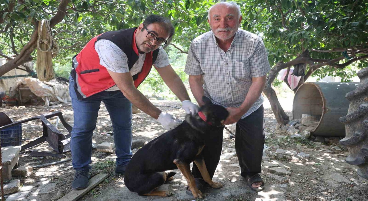 Hatayda 4 mahallede kuduz karantinası