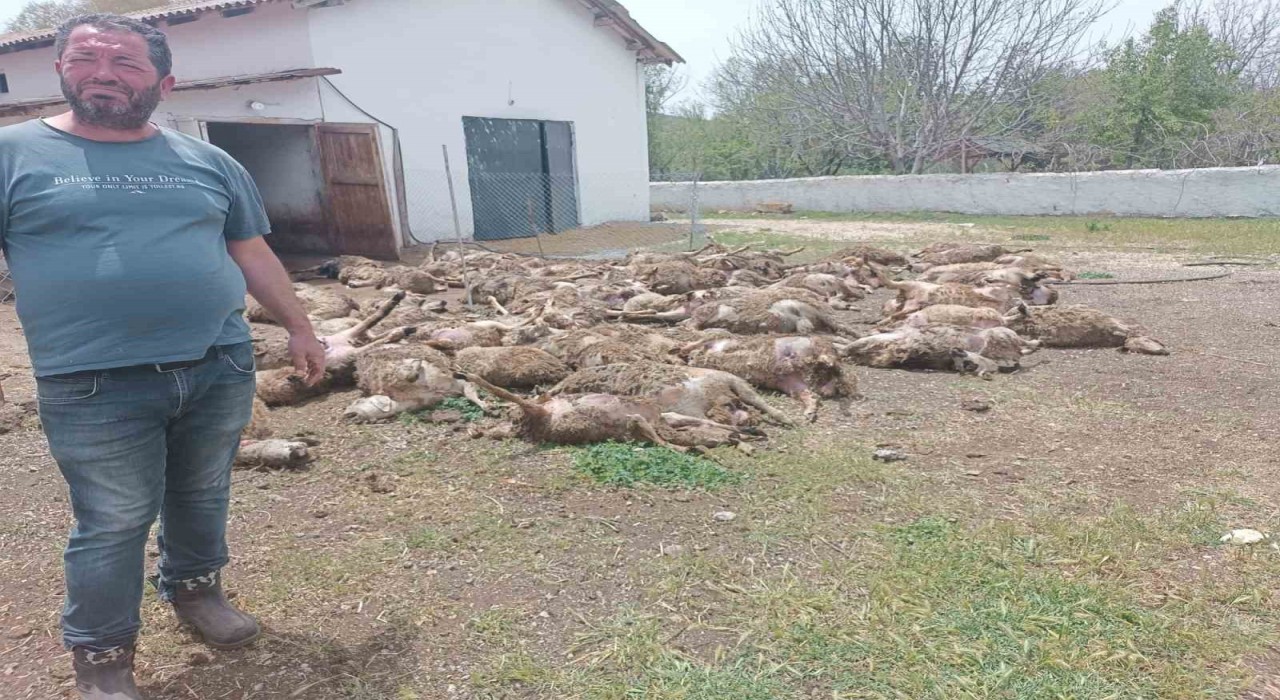 Haymanada çiftliğe giren kurtlar 92 kuzuyu telef etti