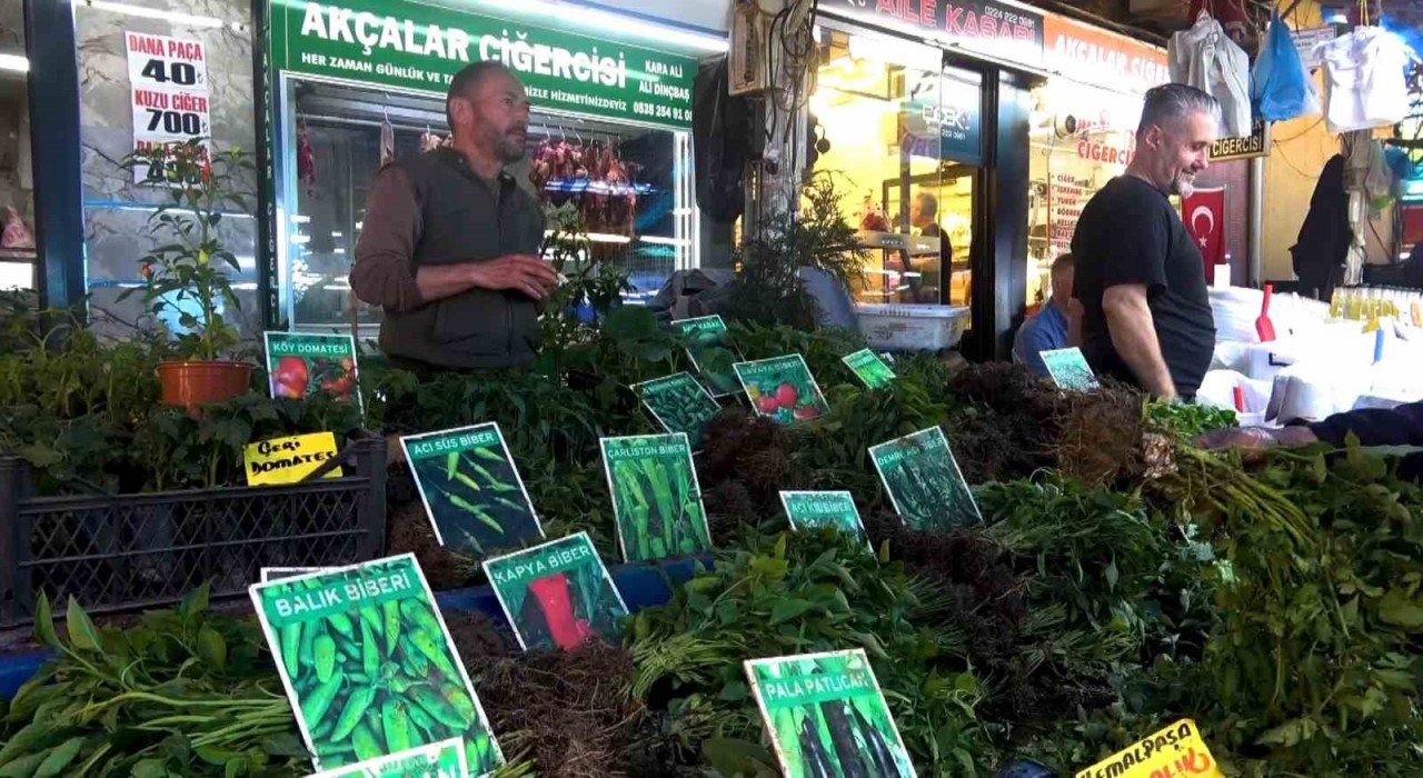 Hem ekonomik hem de organik...Fide tezgahları hareketlendi