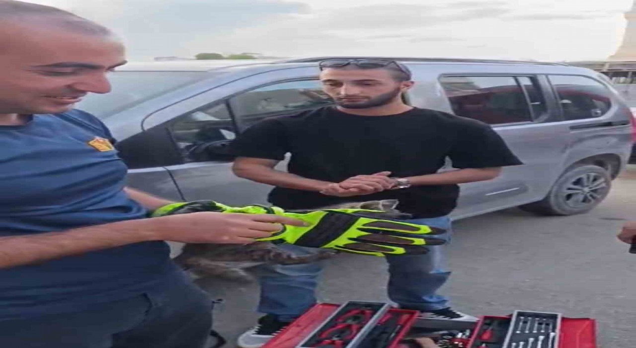 Iğdırda aracın motor kısmında sıkışan yavru kedi kurtarıldı