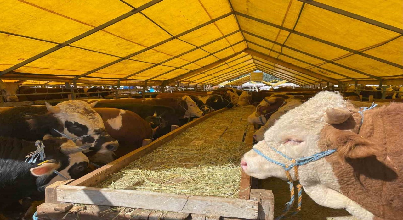 İhlas Vakfı Asya ve Afrikada 6 ülkede kurban kesimi yapıyor