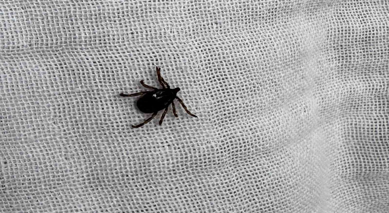 İl Sağlık Müdürlüğünden kene uyarısı