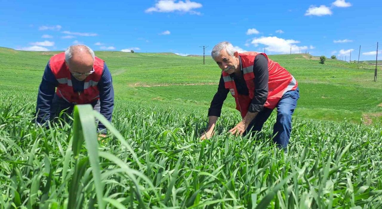 İl Tarım ve Orman Müdürlüğü uyardı: ‘Hububatta pas hastalığına dikkat