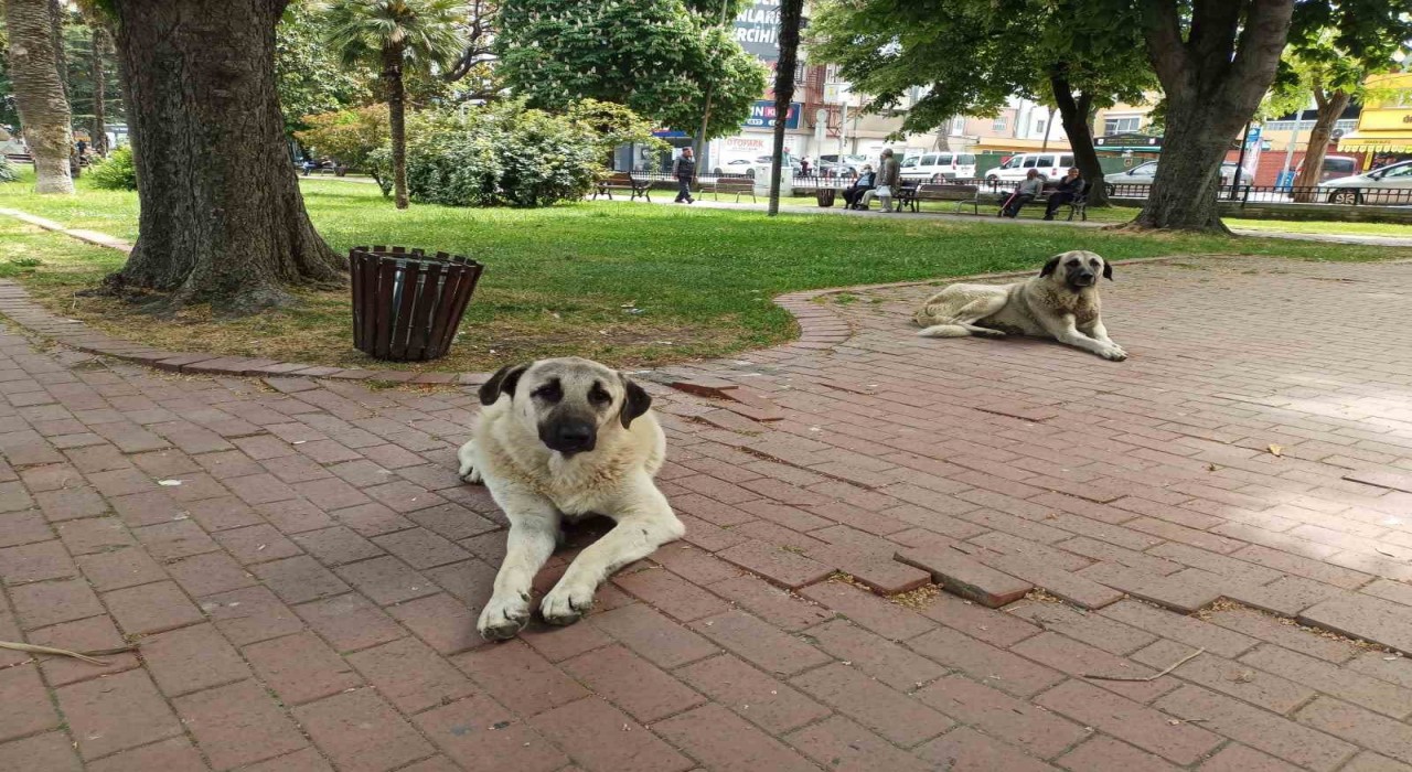 İlkadımdaki sokak hayvanları problemine çözüm