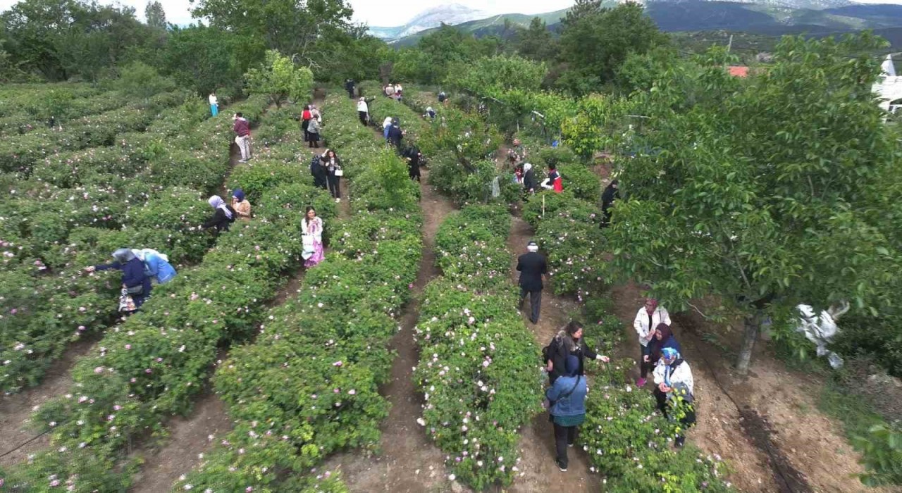 Ispartada gül hasadı, festival coşkusunu doruklara taşıdı