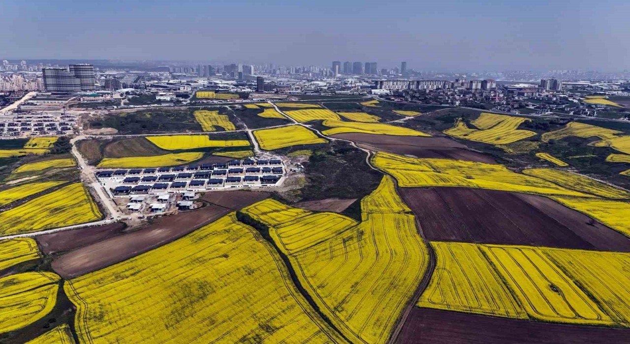 İstanbul kanola tarlaları ile süslendi