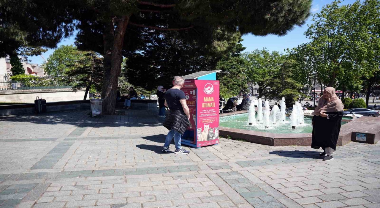 İstanbulda kedi taklidi yapan martıların mama avı kamerada