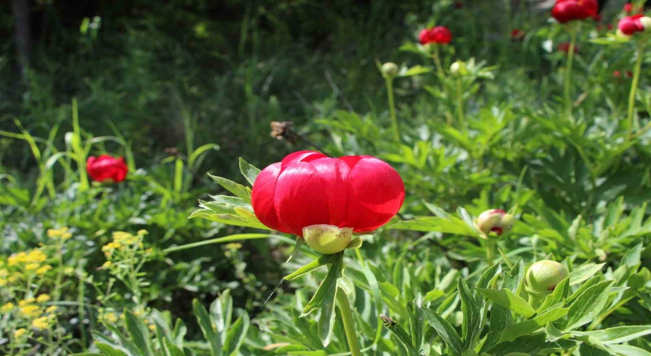 İtecik Lalesini koparmanın cezası 550 bin TL