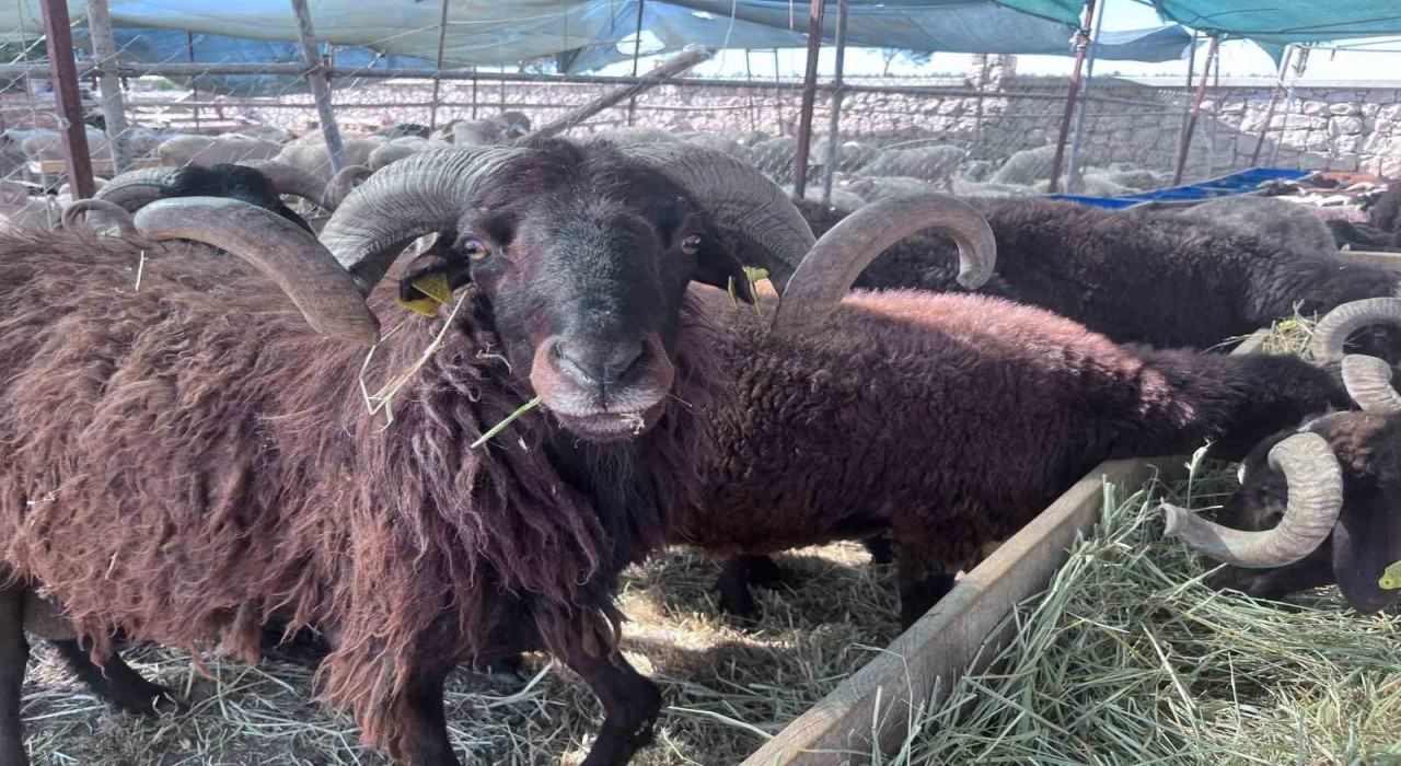 İzmirde canlı hayvan pazarlarında kurban hareketliliği