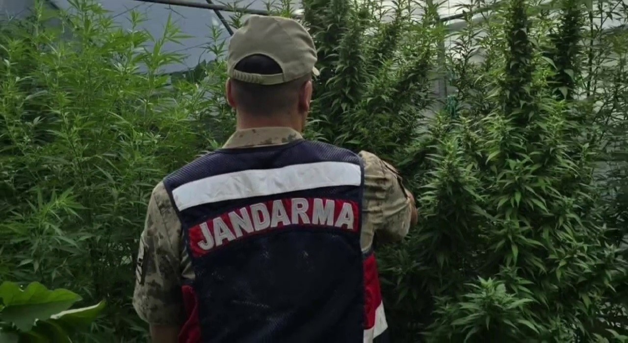 Jandarmadan kenevir serasına operasyon