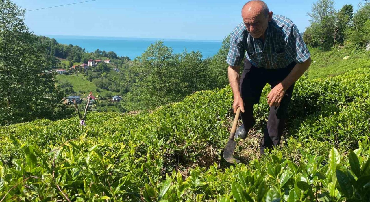 Kafkas engereği çay üreticisinin korkulu rüyası oldu