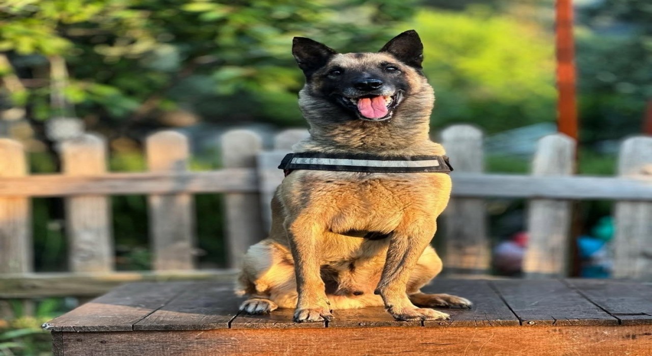 Kahraman köpek Bob öldü