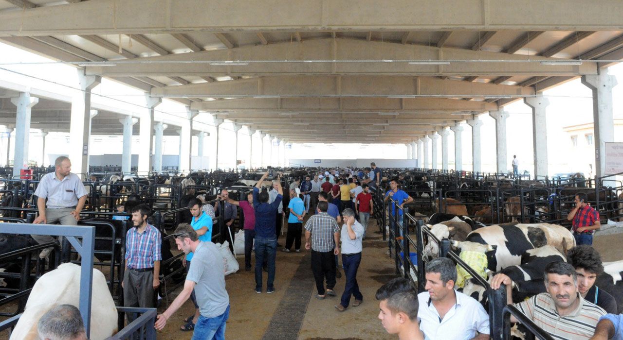 Kahramanmaraş’ta 2025 Kurbanlık Fiyatları Açıklandı: İşte Hayvan Kilo Başına Satış Fiyatları