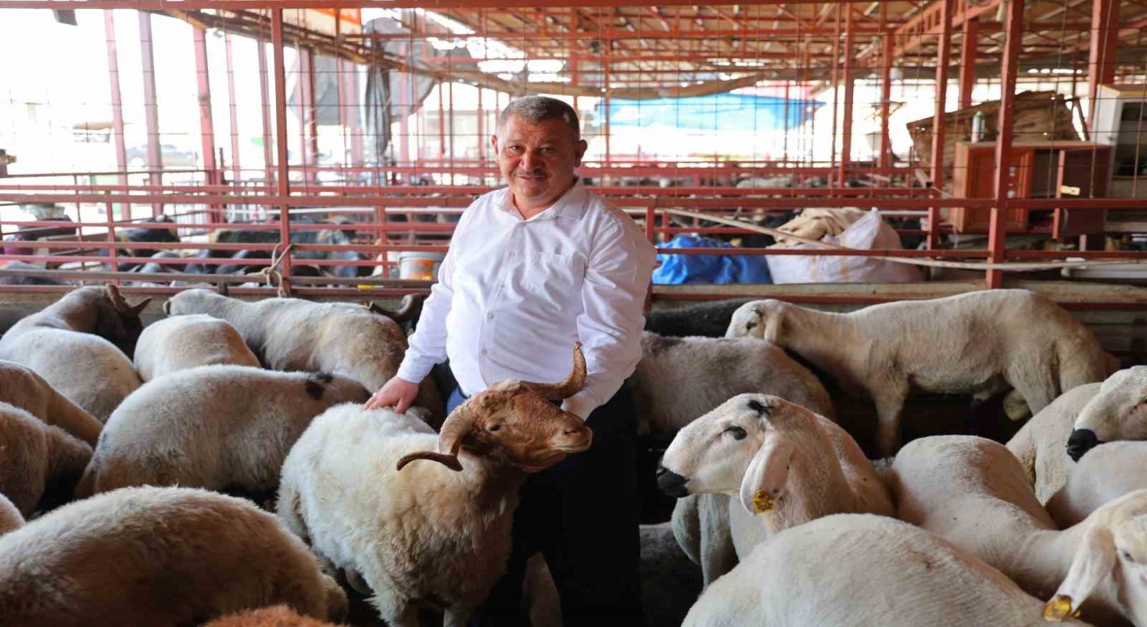 Kahramanmaraşta kurbanlık fiyatı birçok ilden ucuz: Kilosu 250 ile 295 TL arasında