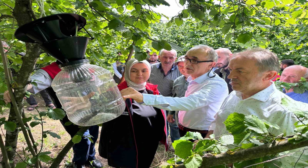 Kahverengi Kokarca için 145 tuzak asıldı