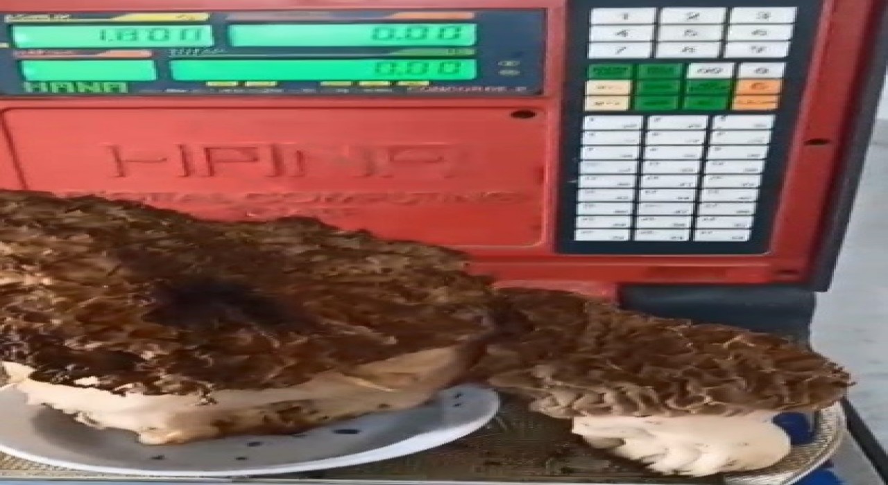 Karabağlar Yaylasında dev kuzugöbeği mantarı bulundu