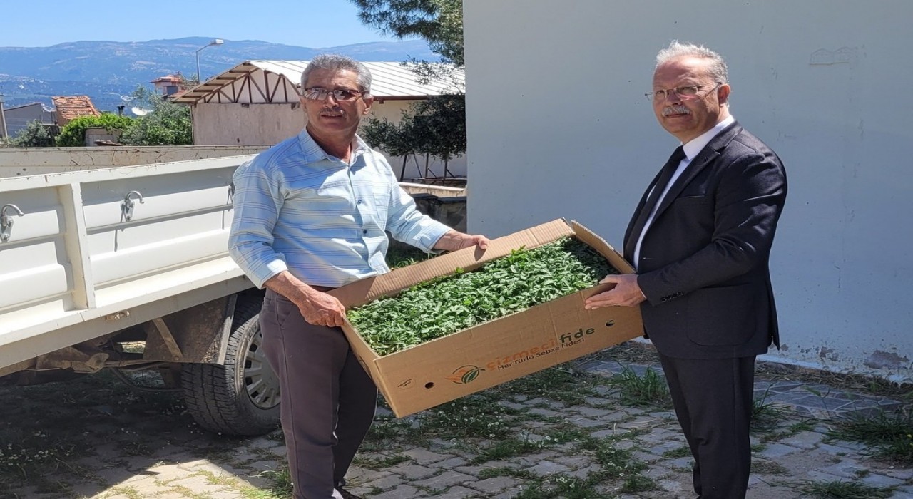 Karacasuda domates fideleri üreticilere teslim edildi