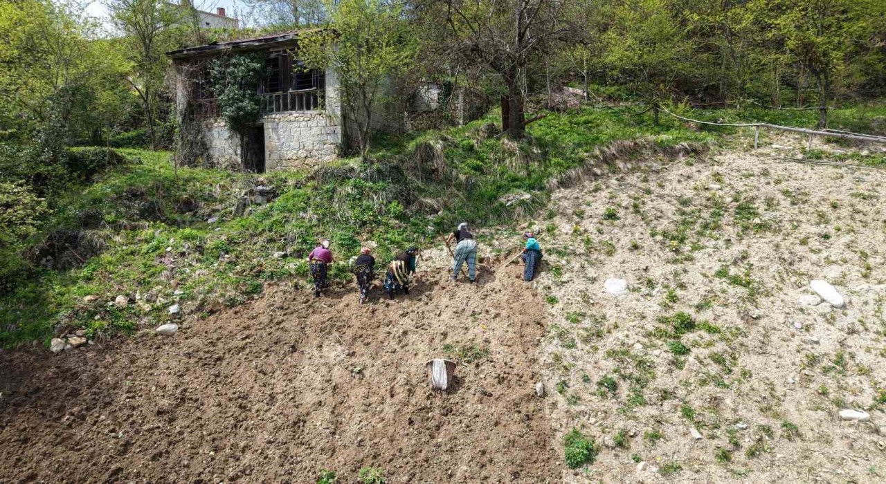 Karadeniz kadınının zorlu mesaisi başladı