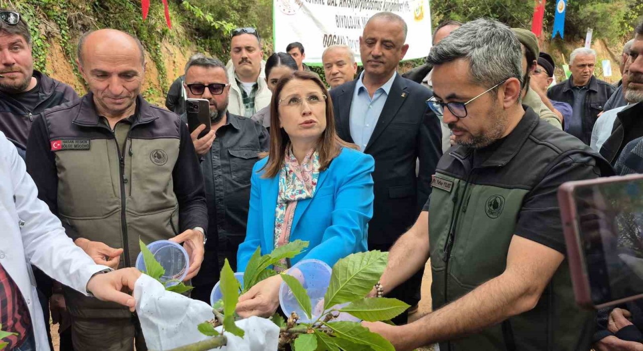 Karadenizde katil arılara karşı terminatör böceklerle mücadele