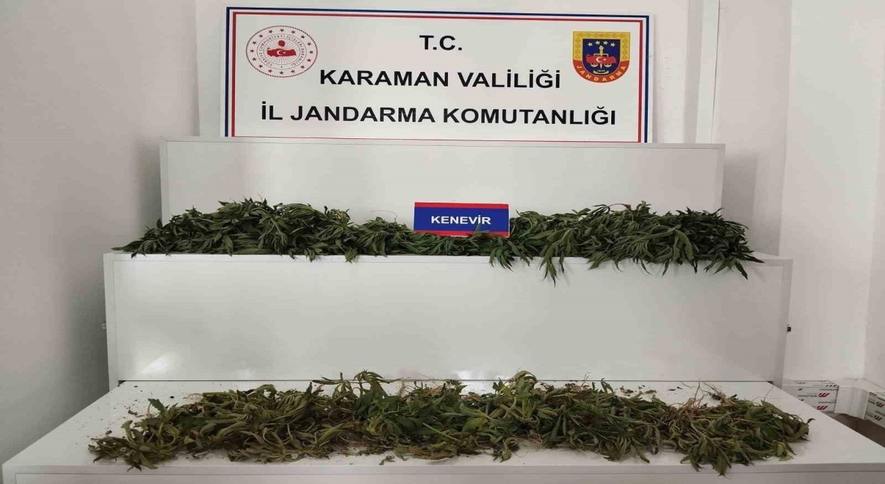 Karamanda 698 adet kök kenevir ele geçirildi