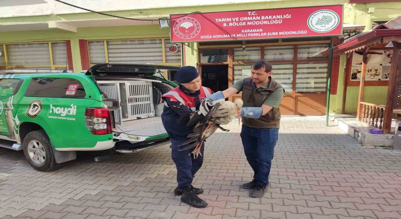 Karamanda yaralı leylek koruma altına alındı