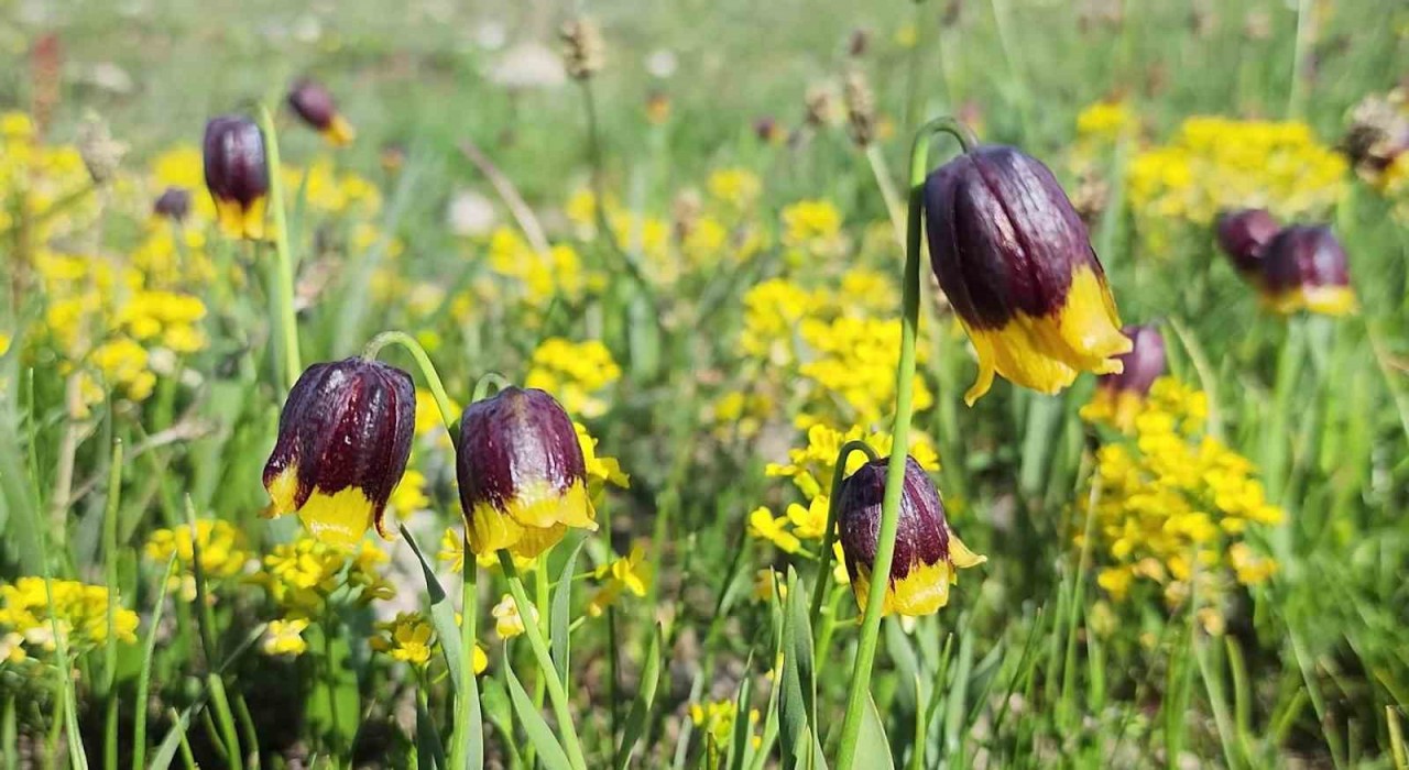 Karayazıda Ters Lale Festivali coşkusu