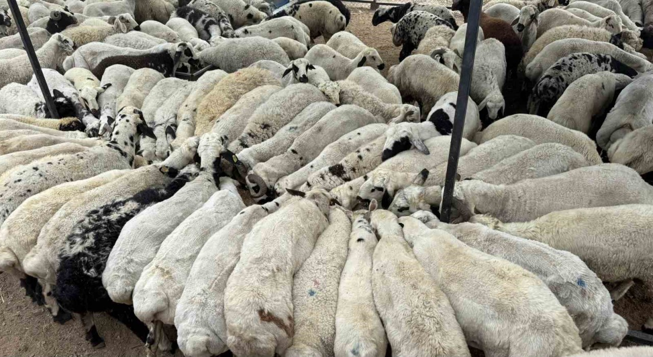 Karnı şiş kurbanlıklara dikkat: Yeme karıştırılan tuz ve sumak koyunları şişkin gösteriyor