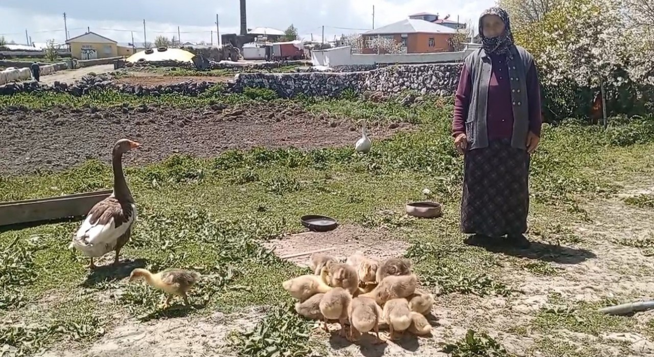 Karsta kaz, gram altınla yarışıyor