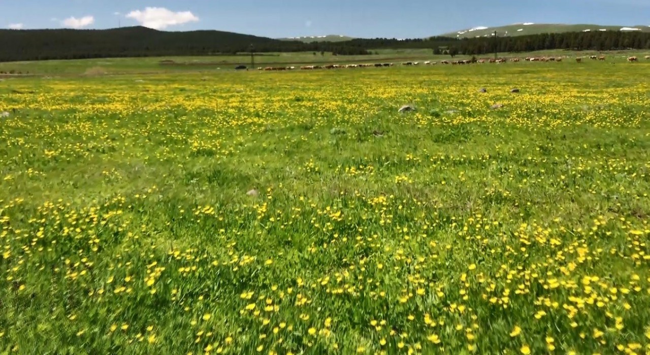 Karsta sarıçiçekler görenleri büyülüyor