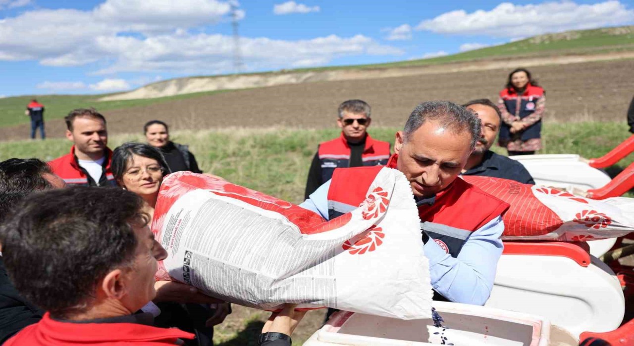 Karsta yağlık ayçiçeği üretimi artıyor