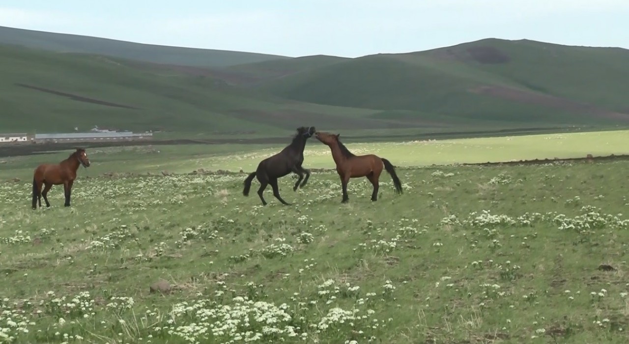 Karsta yılkı atlarının güreşi kamerada